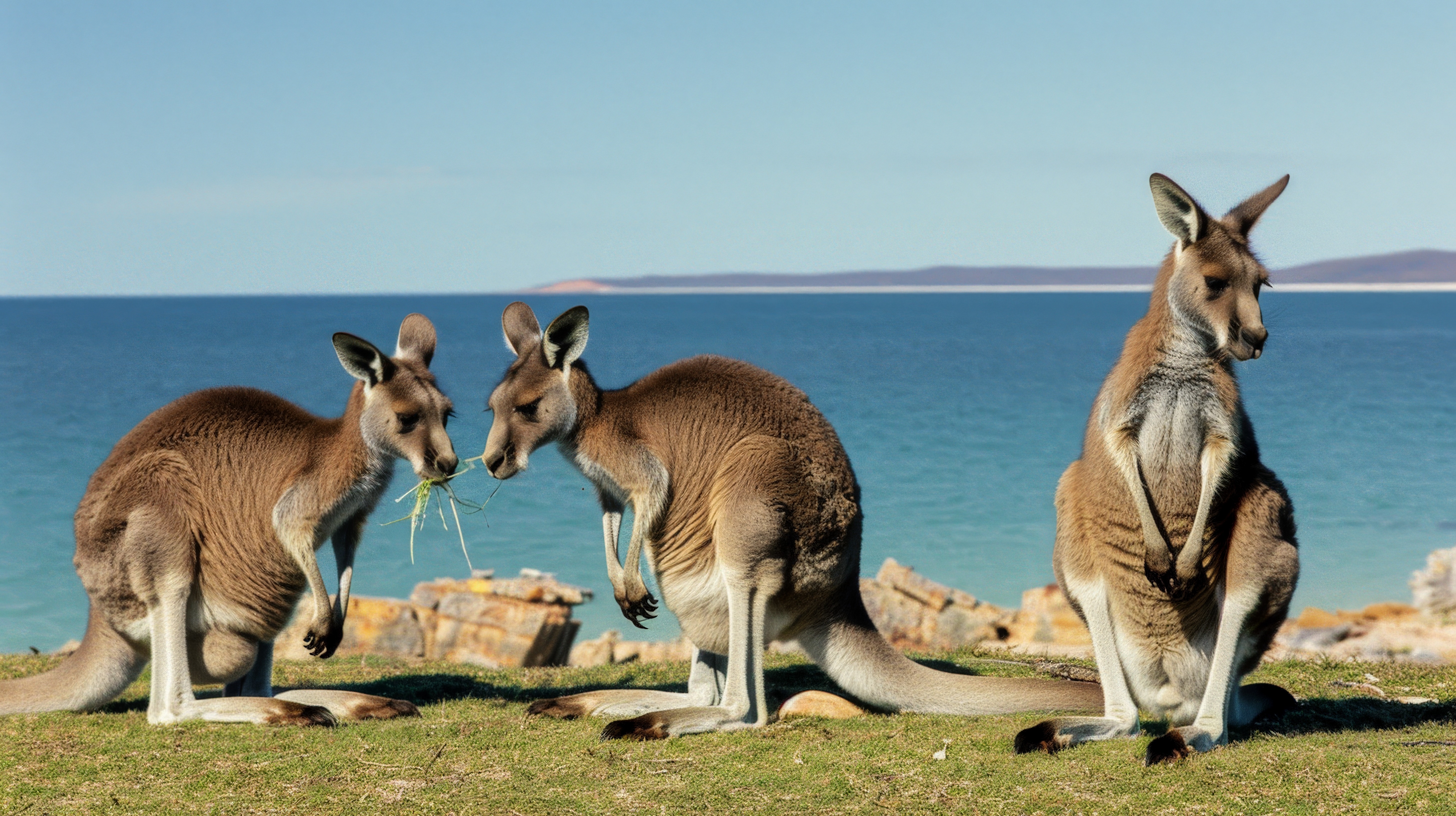 Australia Tourist Visa