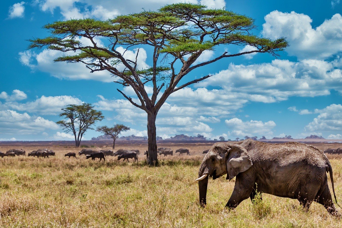 Tanzania Visa